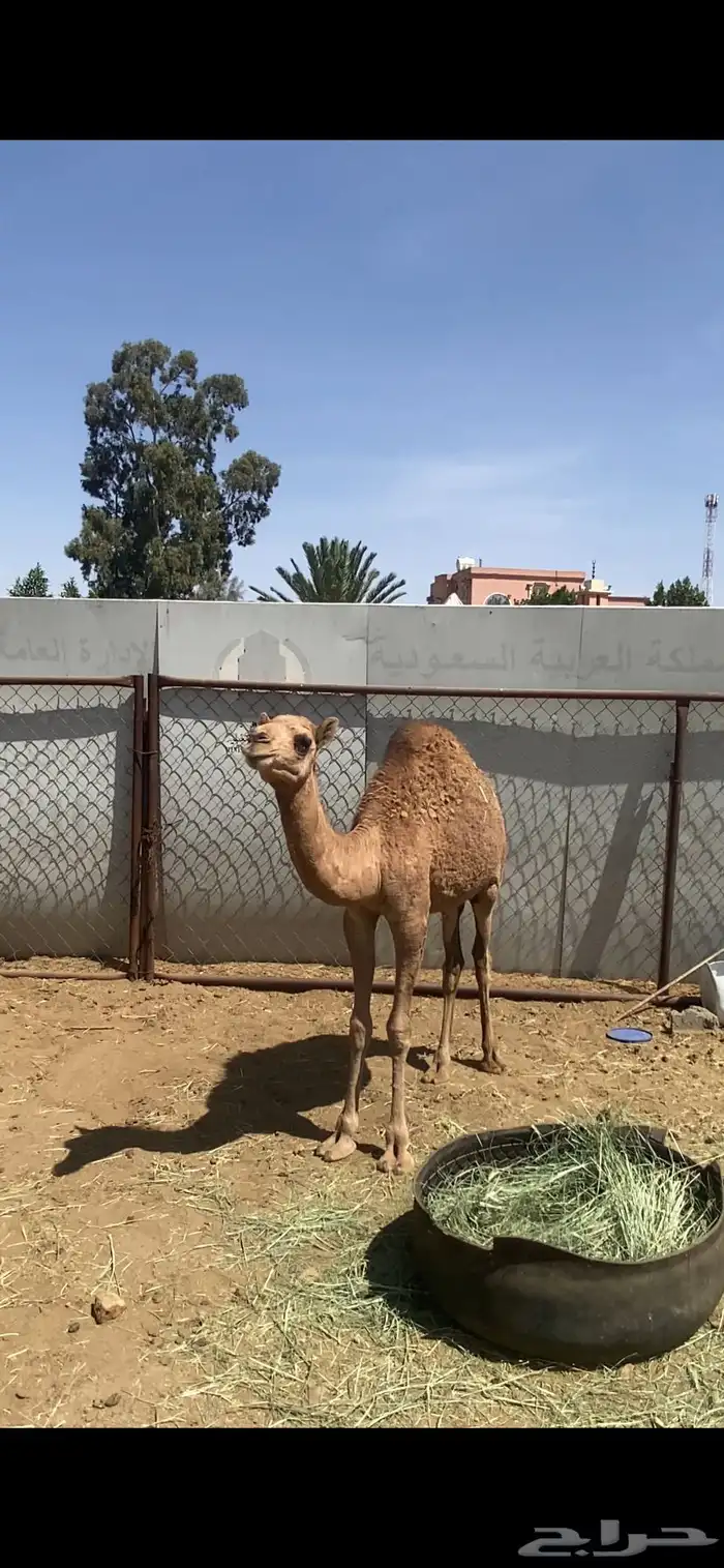 قعود مبدا وبكره لبانيه للبيع 9