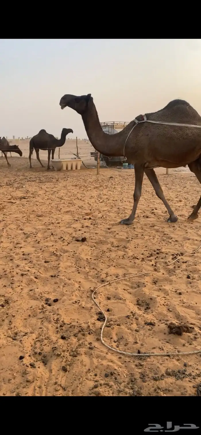 عشرا نظير كفو 0