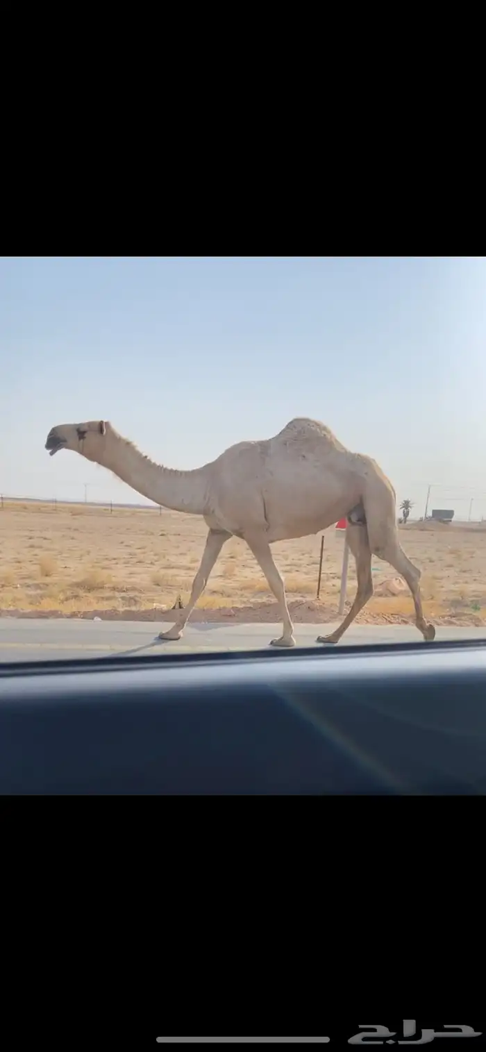ضريبه شقحا كفو 3