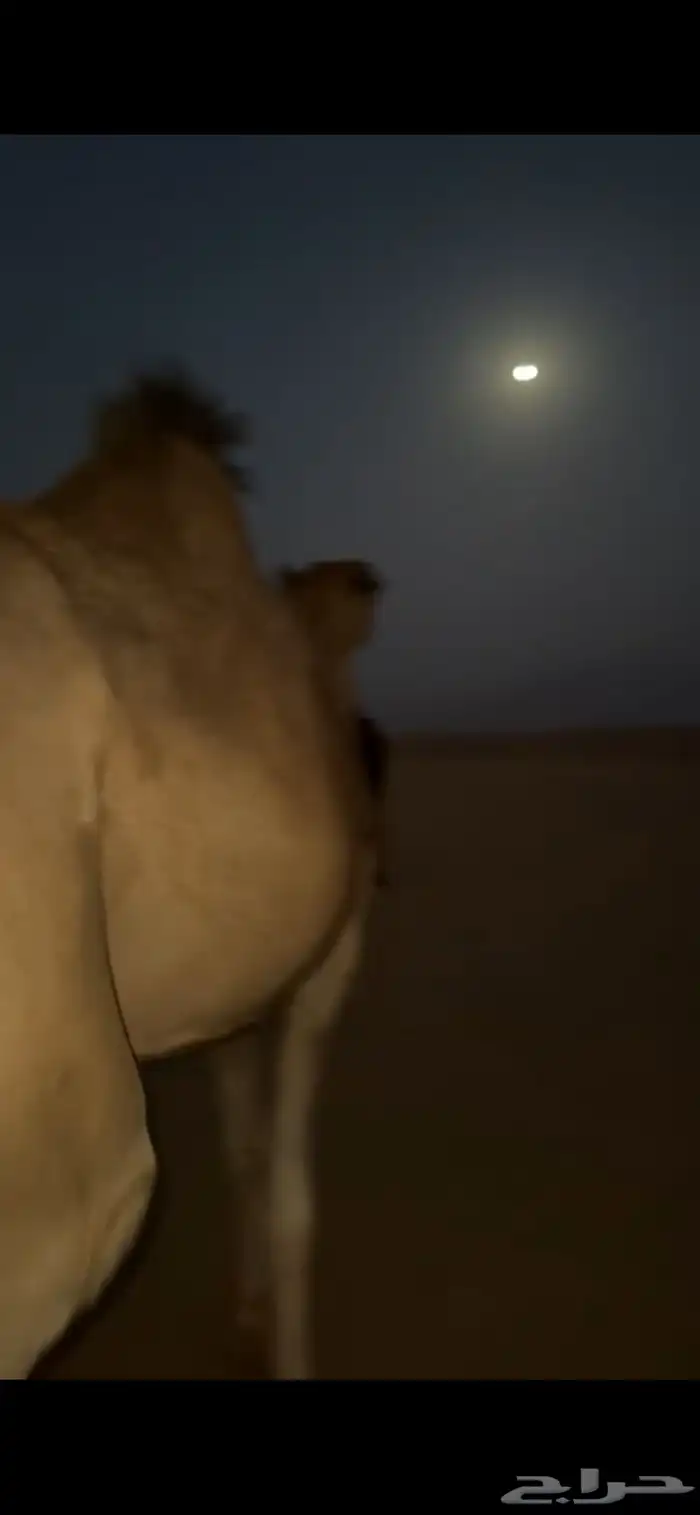 ناقه لقحه 3