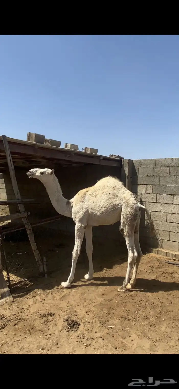 قعود مبدا وبكره لبانيه للبيع 1