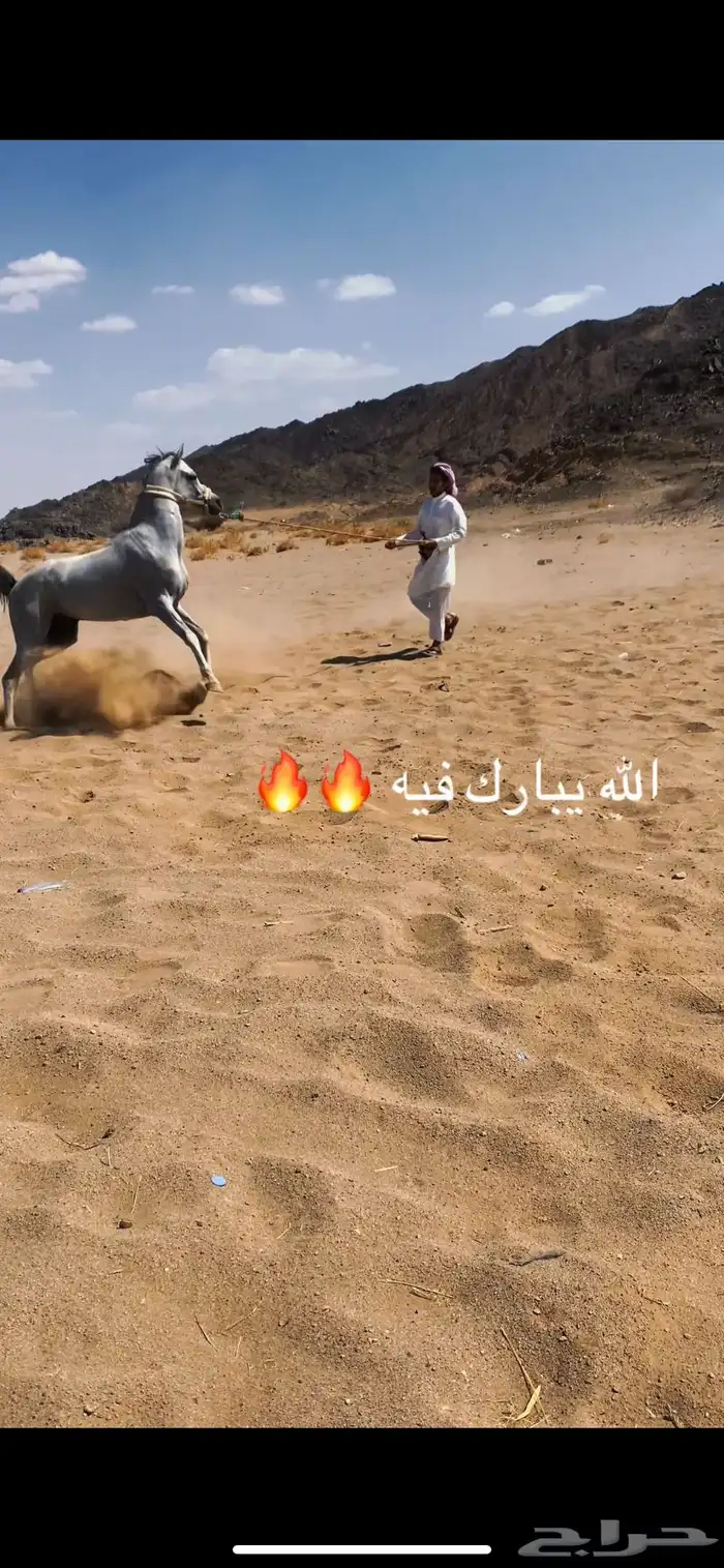 حصان واهو 7