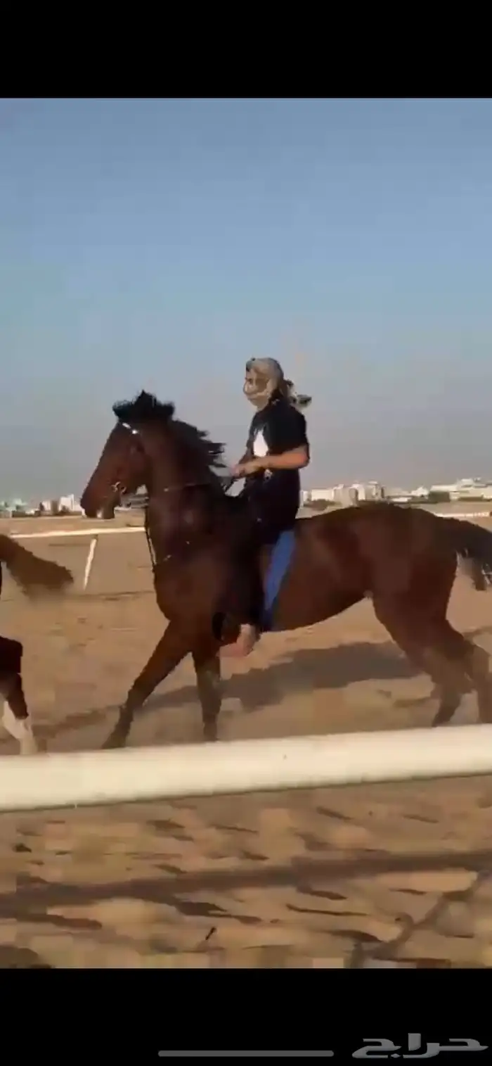 مطلوب 10 افراس فرس وحصان انقليزيه 0