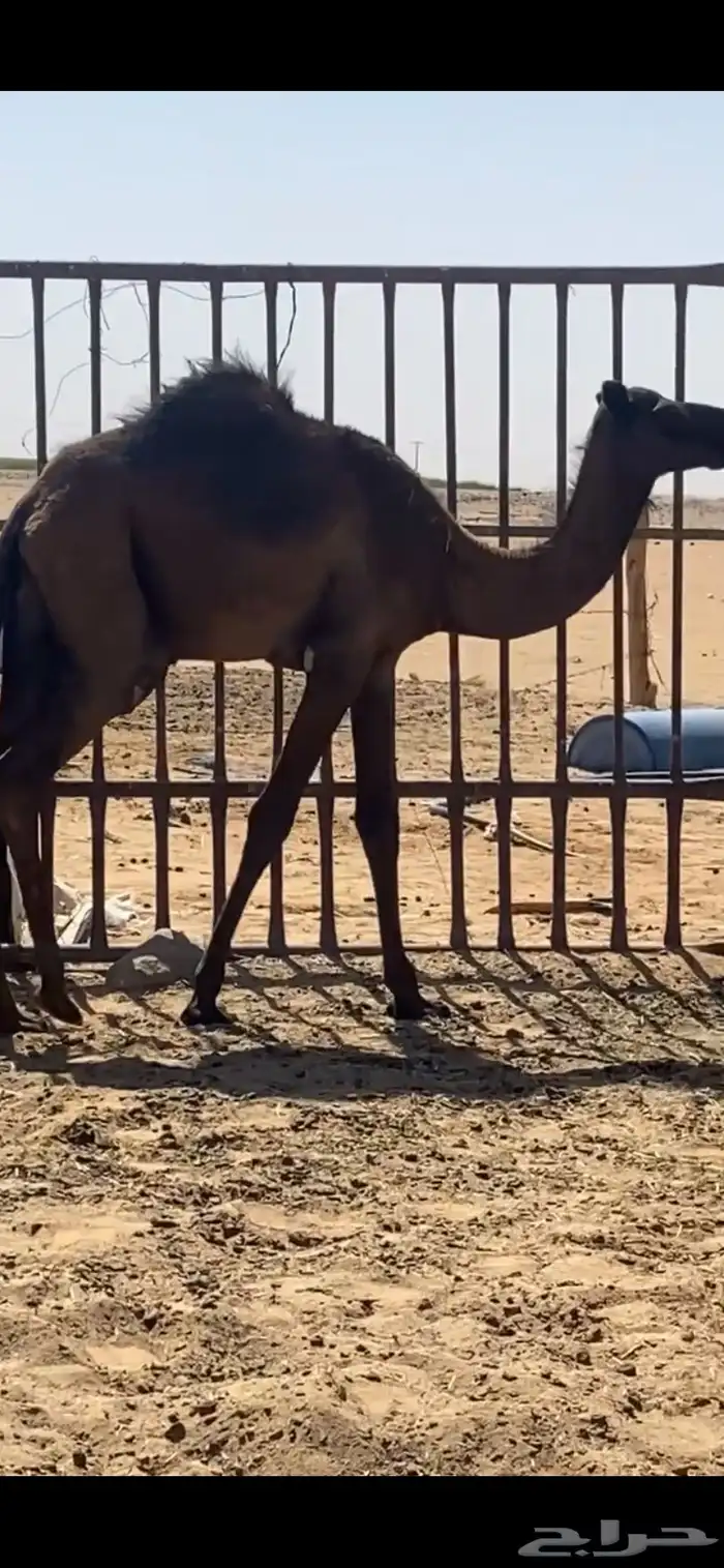 بكره 0
