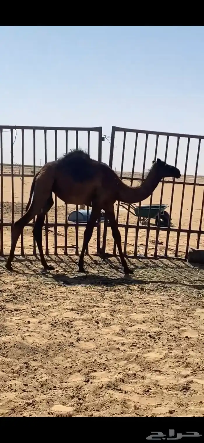 بكره 1