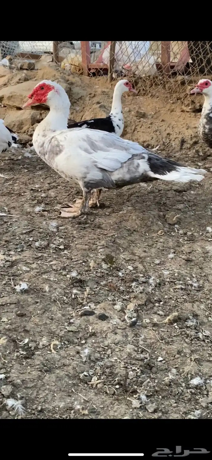 مشروع بط كامل 11