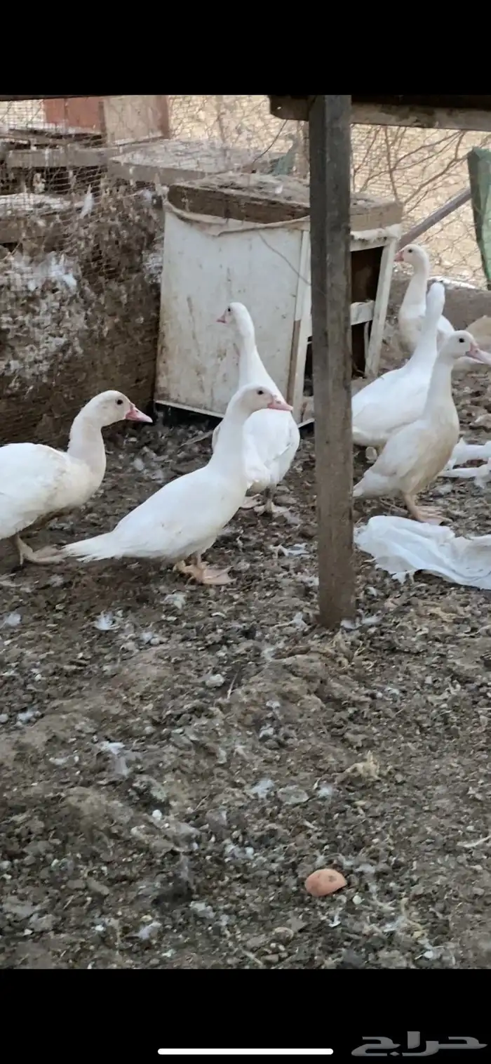 مشروع بط كامل 1
