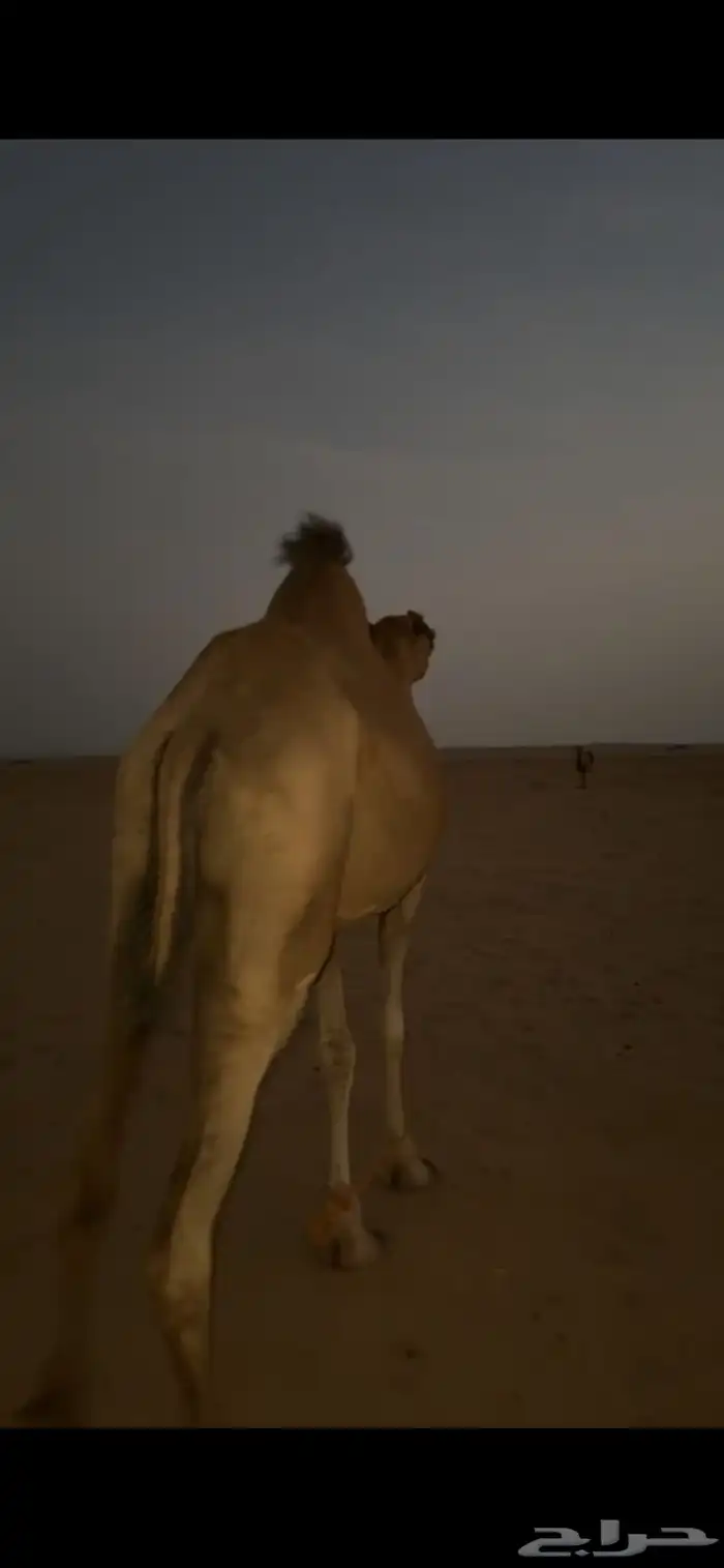 ناقه لقحه 1
