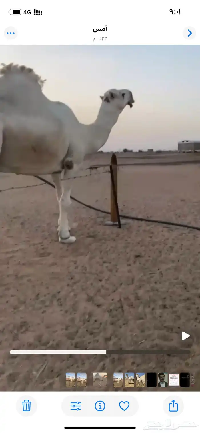 جمل كحيلاني مشروط 1