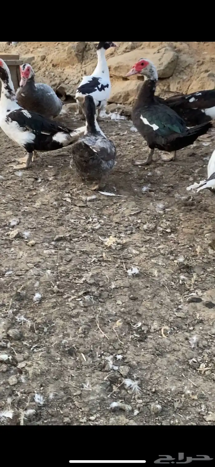 مشروع بط كامل 12