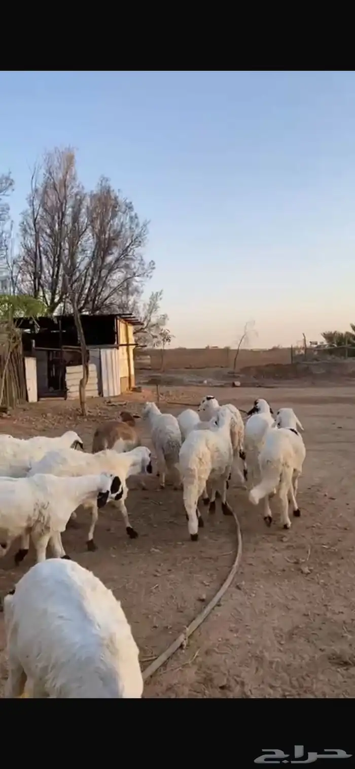 سواكن للبيع خرفان عدد 13 نظيفة 2