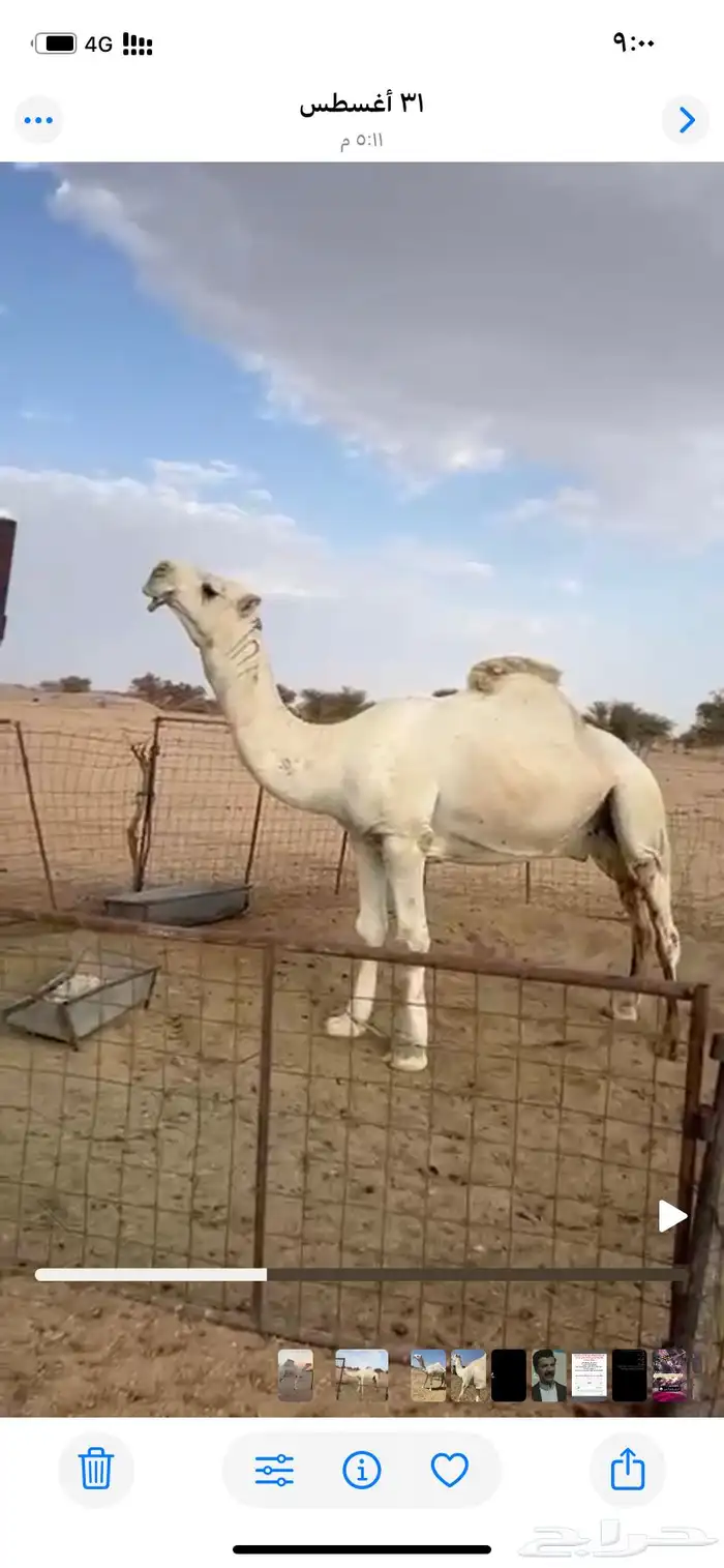 جمل كحيلاني مشروط 3