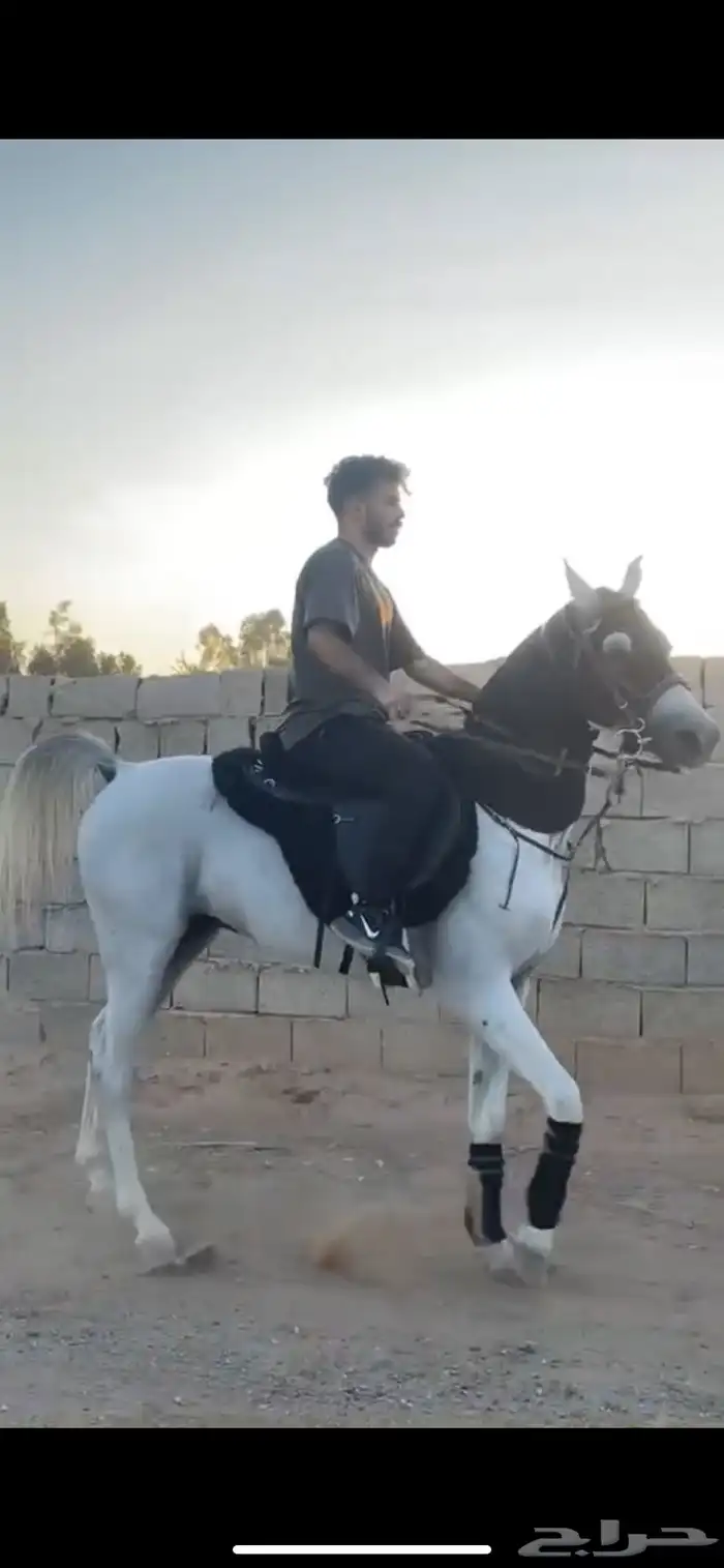حصان مكس 0