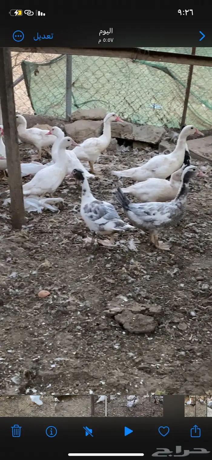 مشروع بط كامل 5