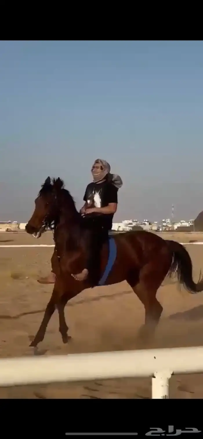 مطلوب 10 افراس فرس وحصان انقليزيه 1