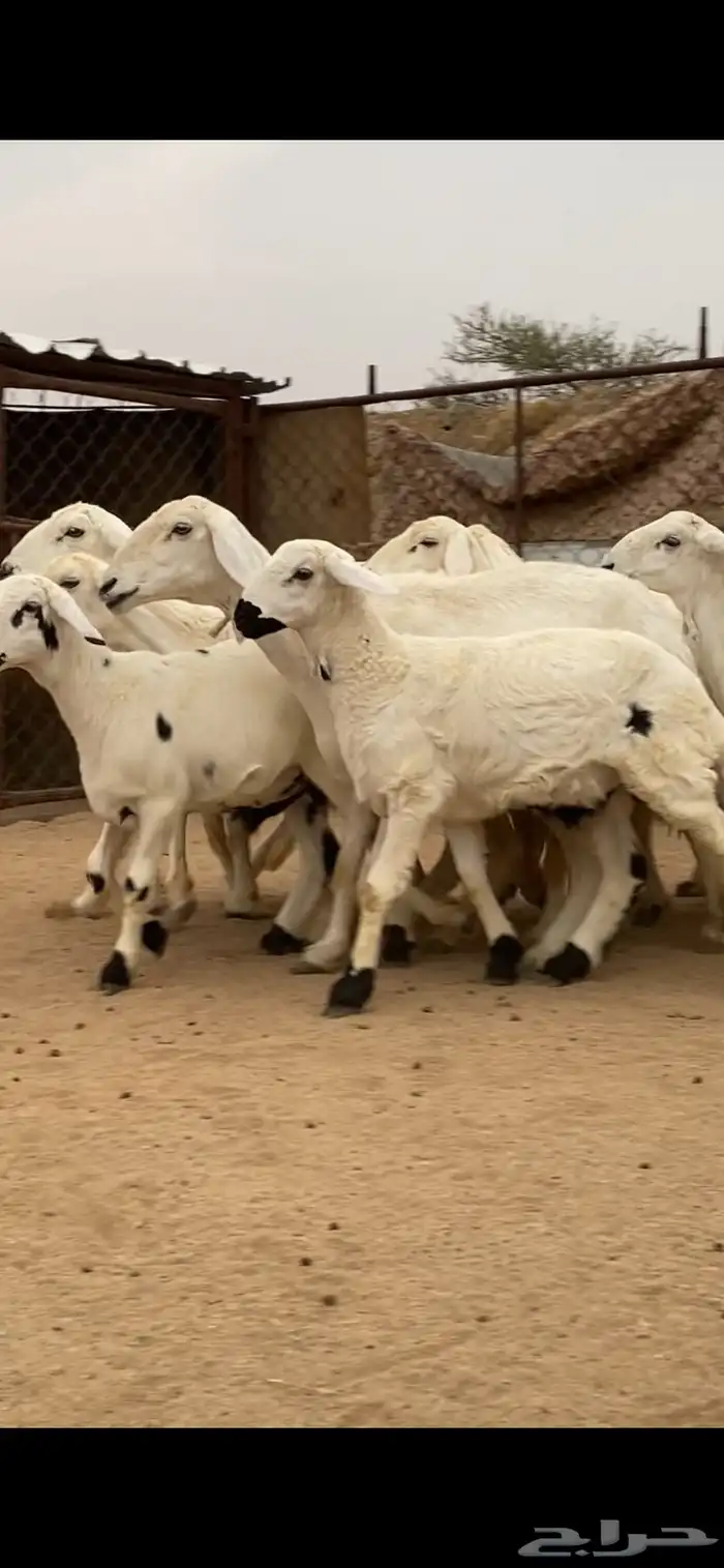 6 من الغنم صنف الصنف تحتها 6 ذبايح ودفيع 3