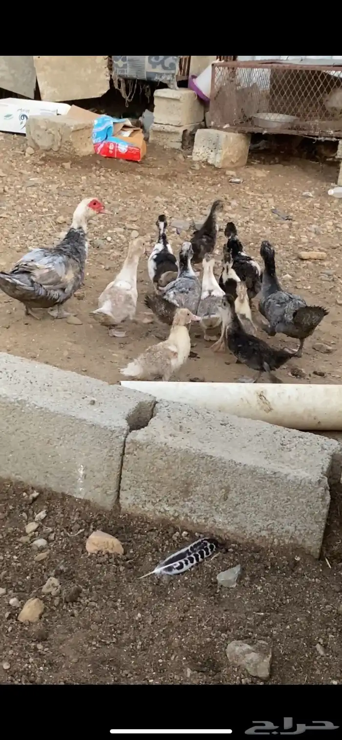 مشروع بط كامل 17
