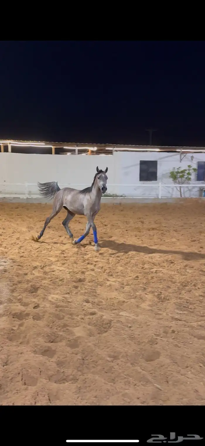 مهره واهو فاخررره جاهزه لنقل 3