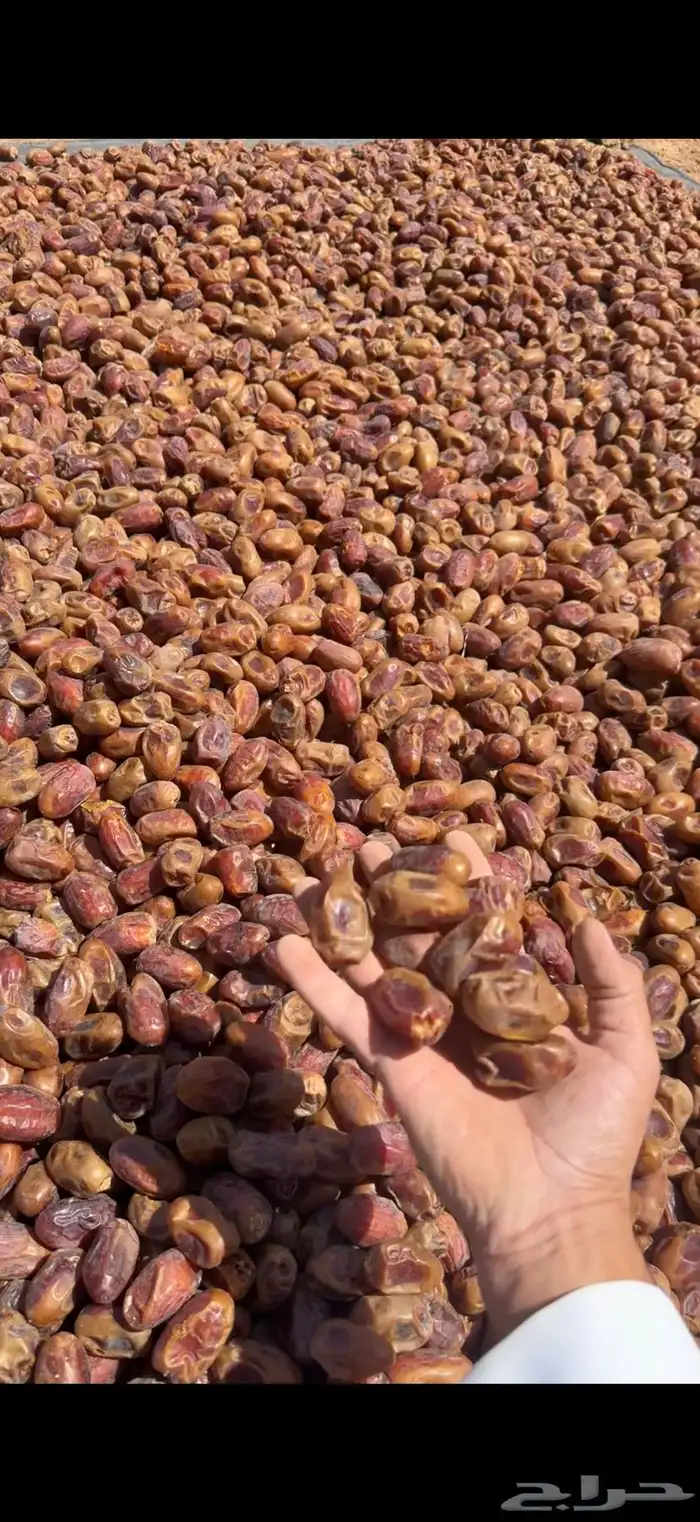 تمر فنخاء كراتين موز عدد 33 4