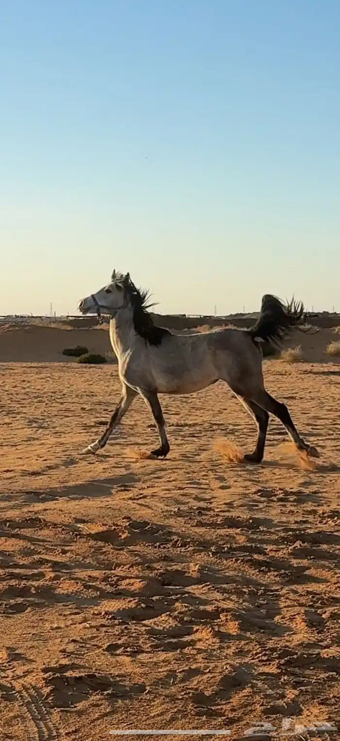فرس 2