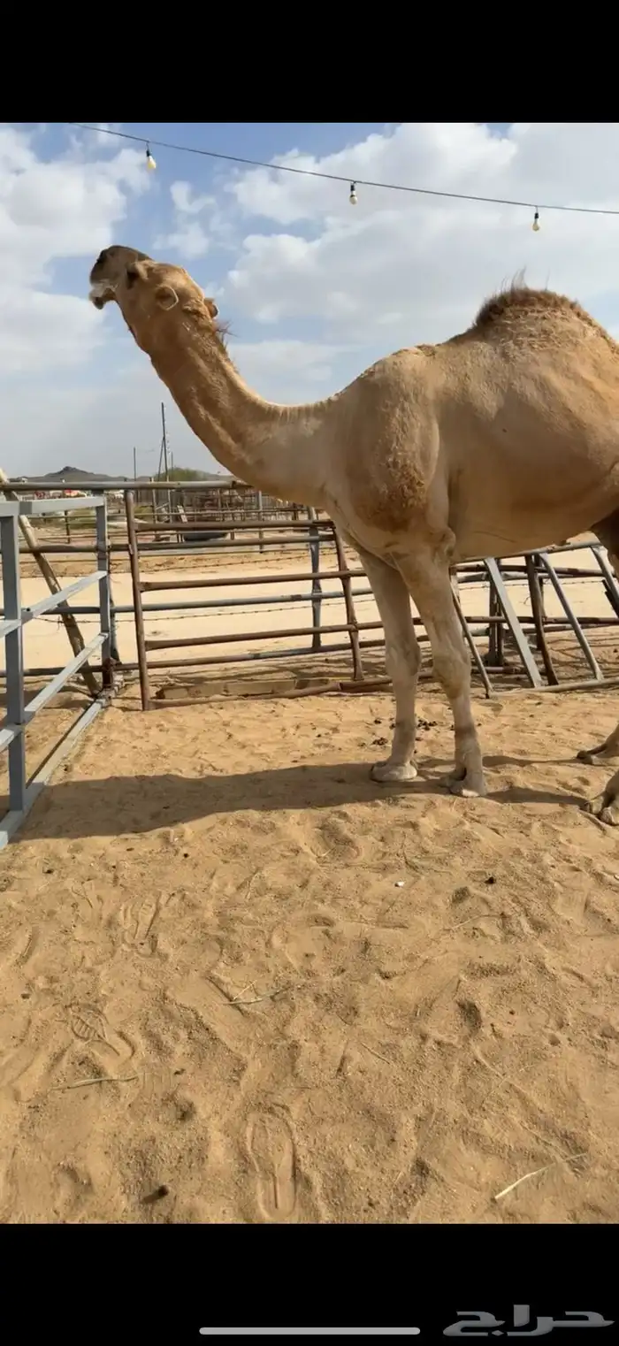 للبيع بعير حمر 1