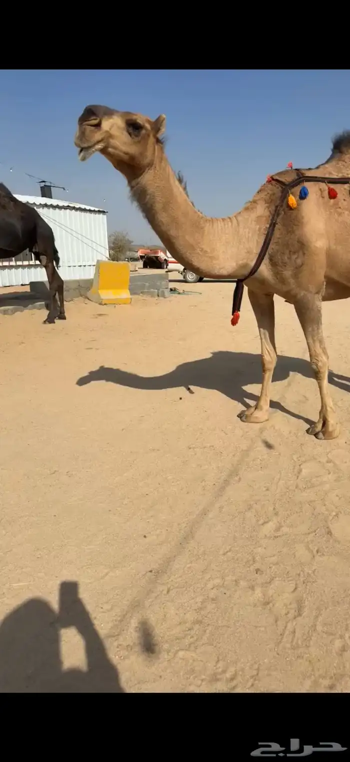 للبيع ضروبه حمراء 2