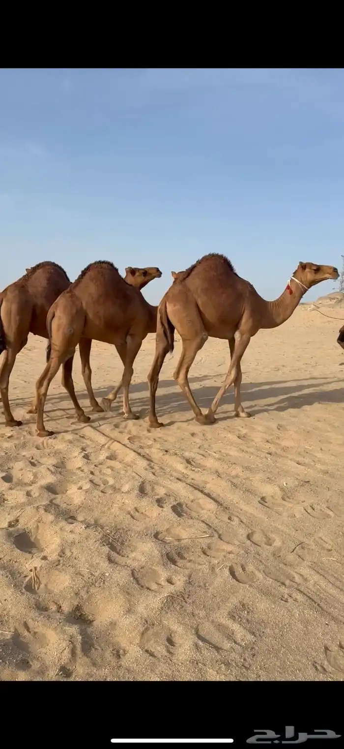 قعدان مشاريع فحول من ابل الراجحي 0