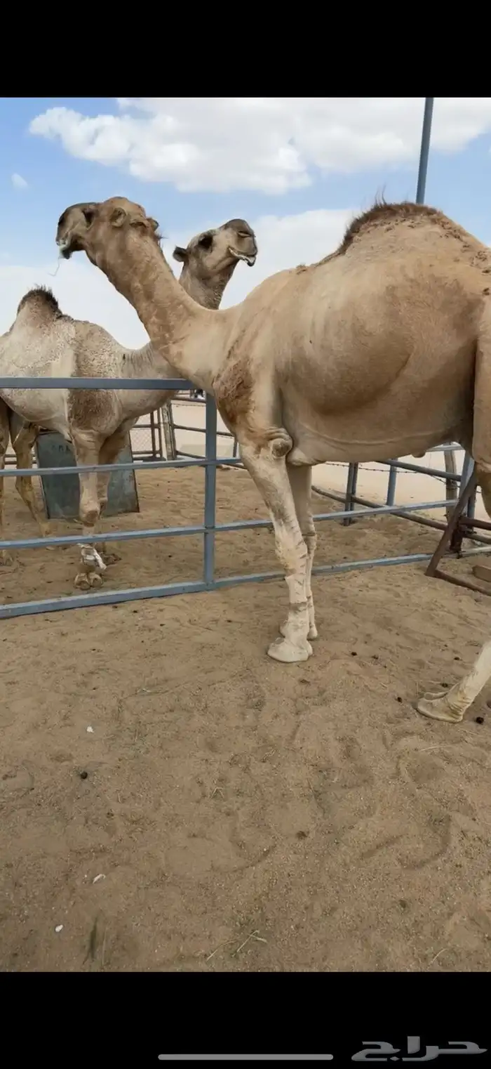 للبيع بعير حمر 4