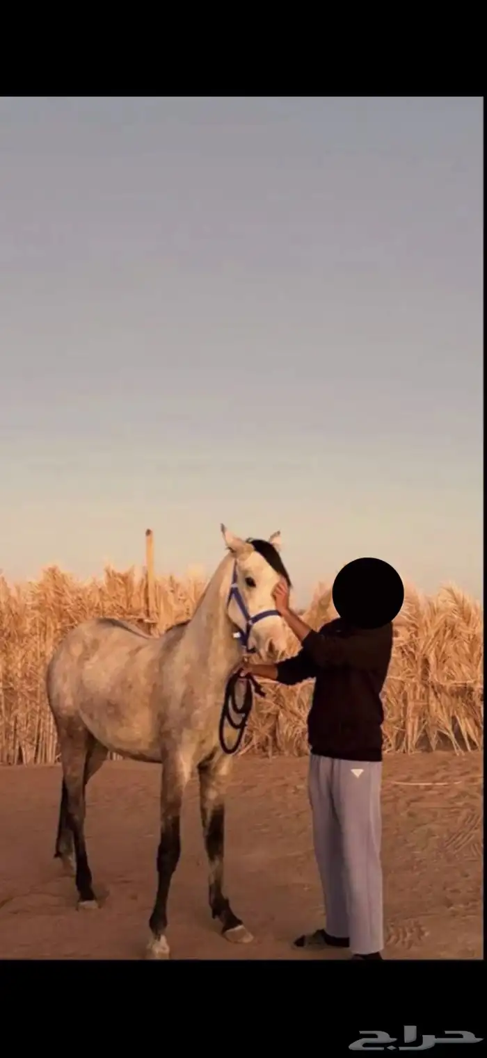 فرس 1
