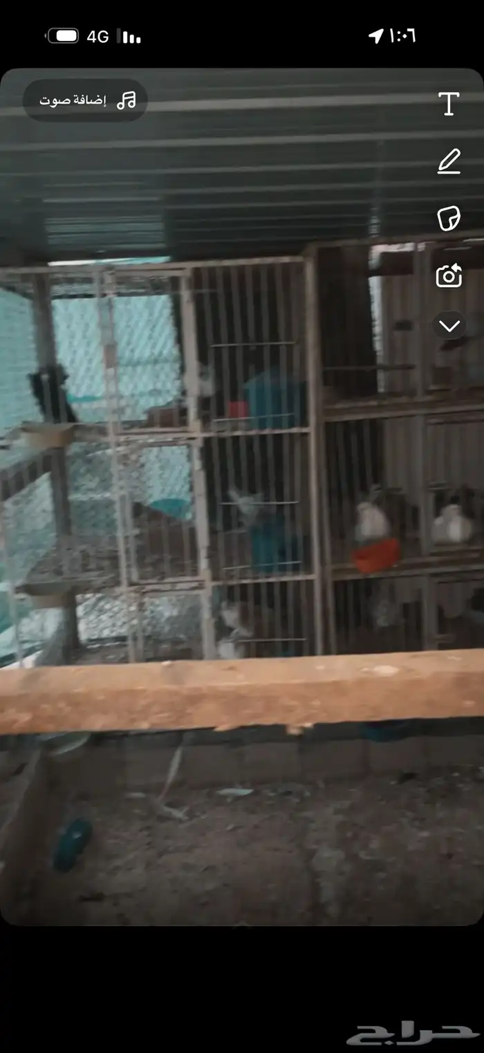 محاكر حمام 1