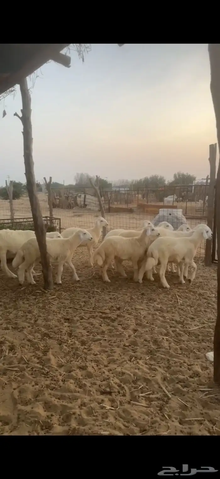 طليان 1