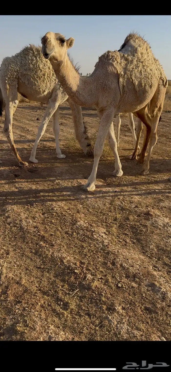 قعود علياني 0