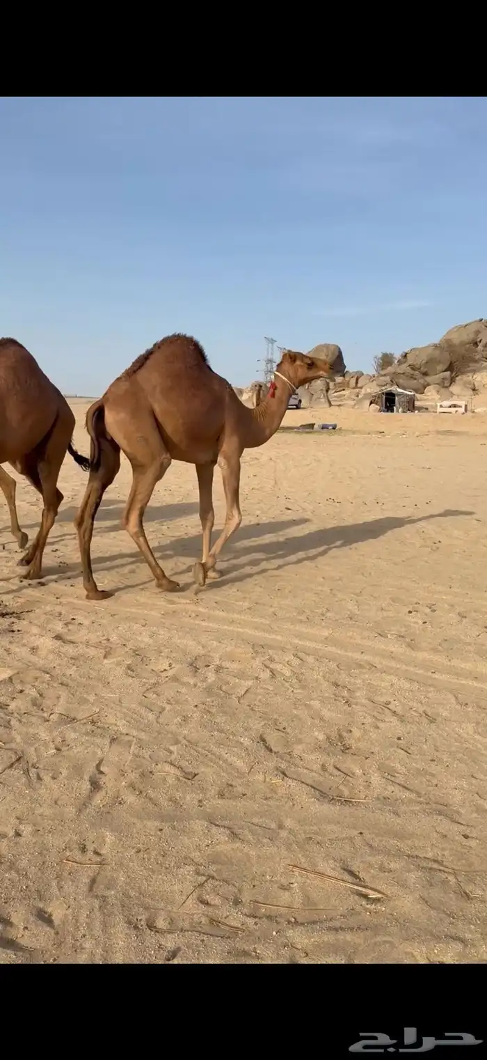 قعدان مشاريع فحول من ابل الراجحي 2