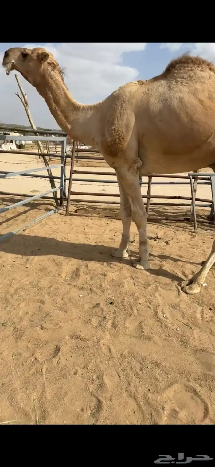 للبيع بعير حمر 2