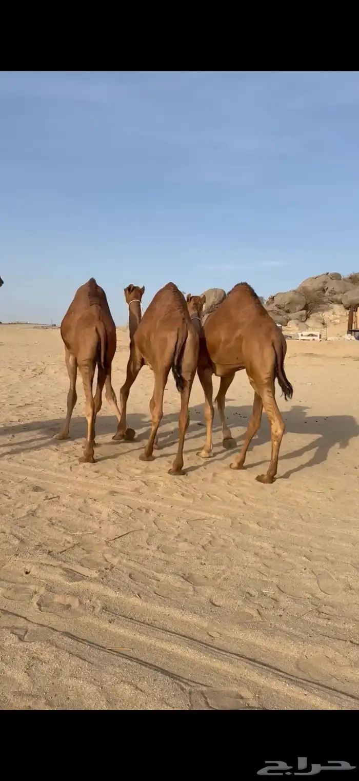 قعدان مشاريع فحول من ابل الراجحي 3