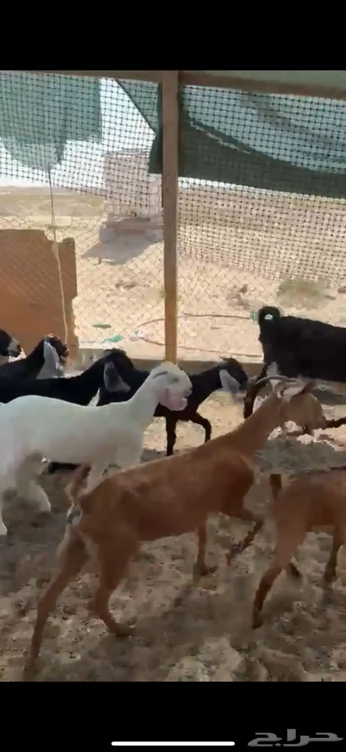 معزى مقاني طيبه 1