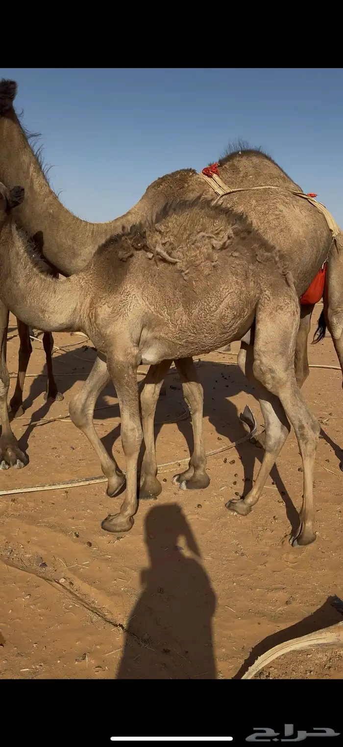 قعدان قصب 2