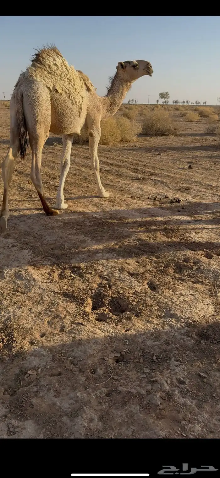 قعود اشقح علياني طيب التواصل على الرقم 1