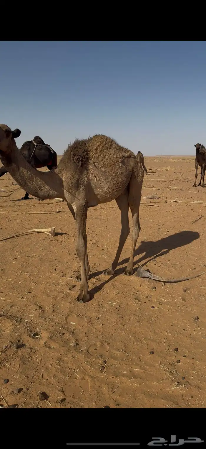 قعدان قصب 4