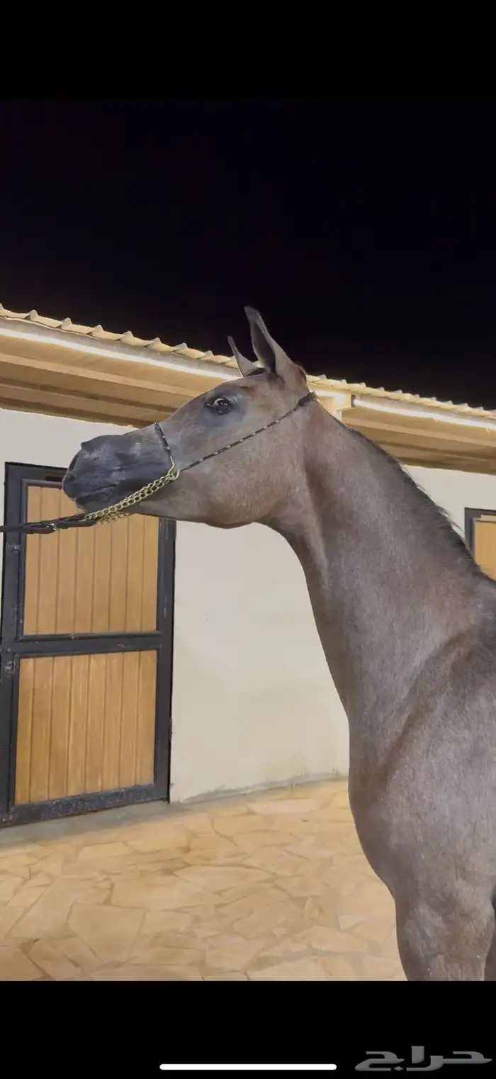 مهره واهو فاخررره جاهزه لنقل 0