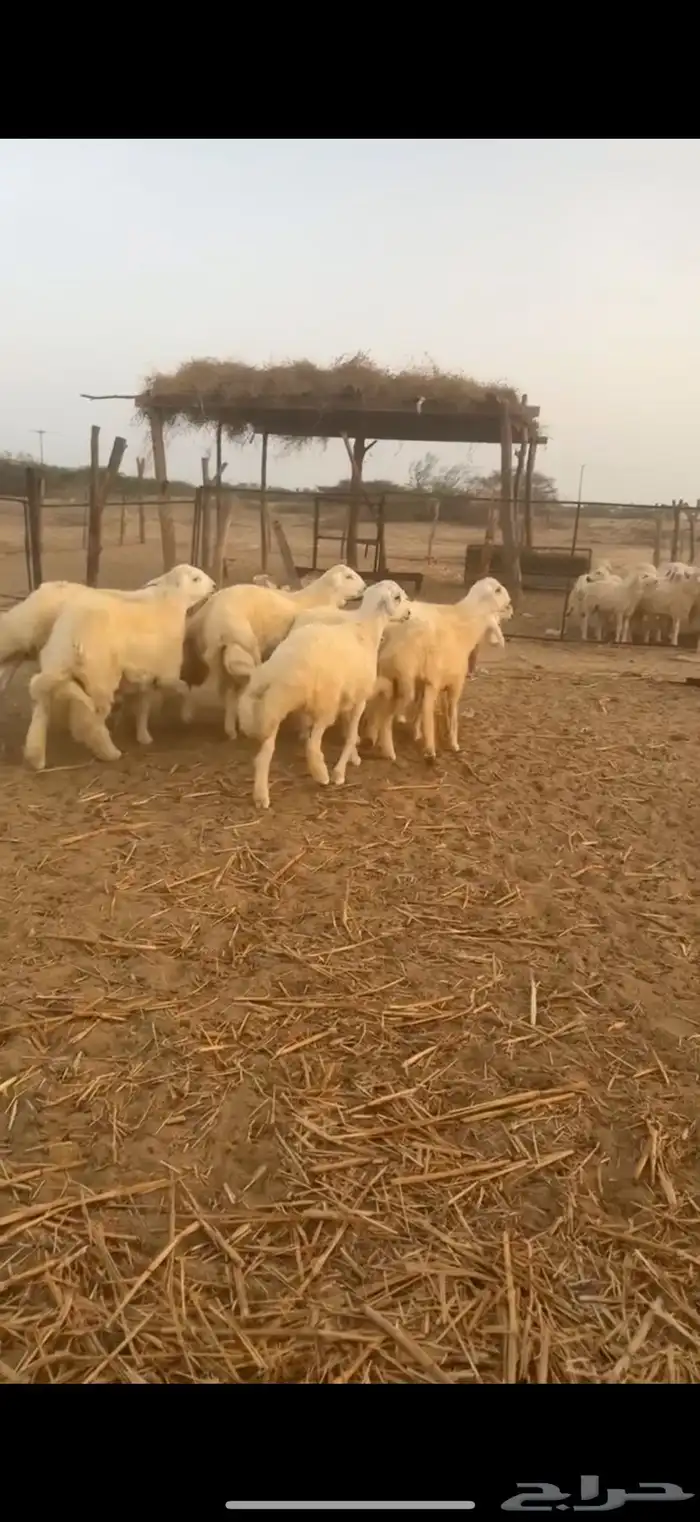 طليان مناسبات كفو 2