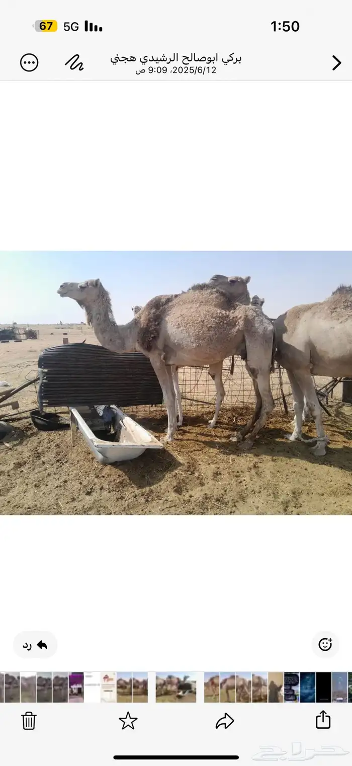 بنت مهاجر الشيبه 2