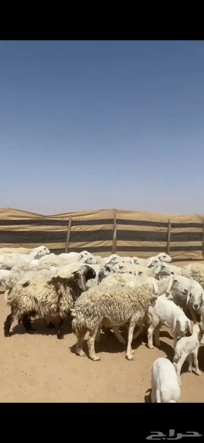 غنم خلفات 1