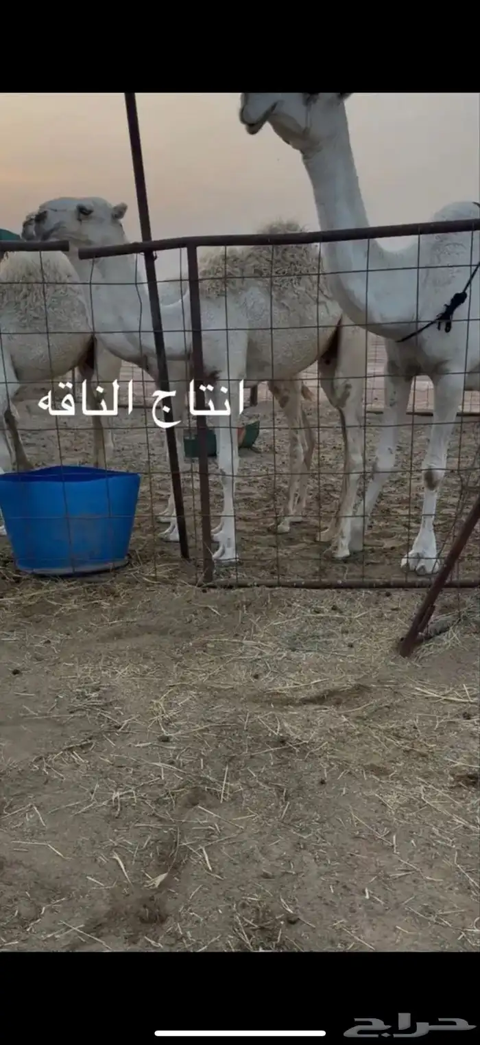 للبيع الوضحاء الضريبه 1