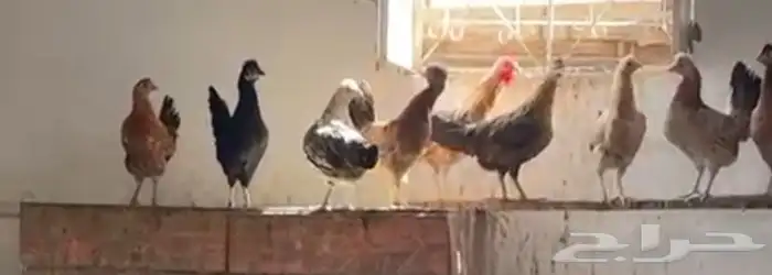 دجاج بشاير عربي 0