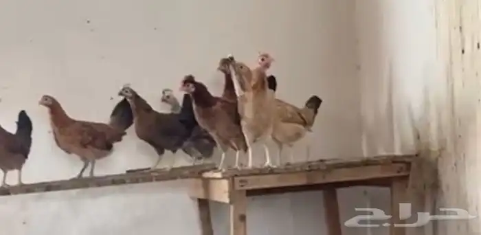 دجاج بشاير عربي 1