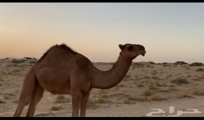 بكره 0