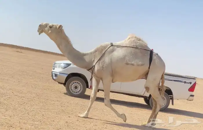 خفوت رمانيه 1