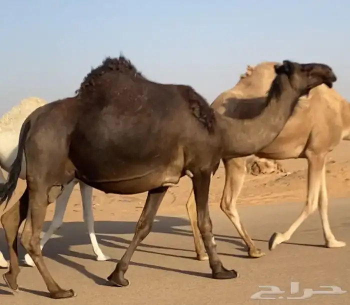 للقحات حقه للبيع 0