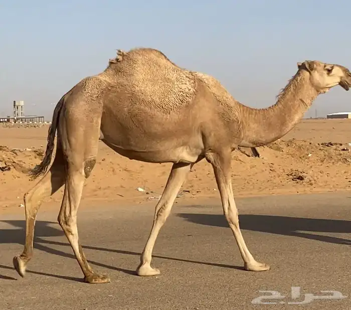 للقحات حقه للبيع 2